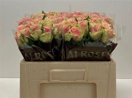 <h4>R Gr Belle Rose</h4>