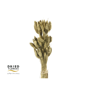 Dried Bleached Phalaris Golden