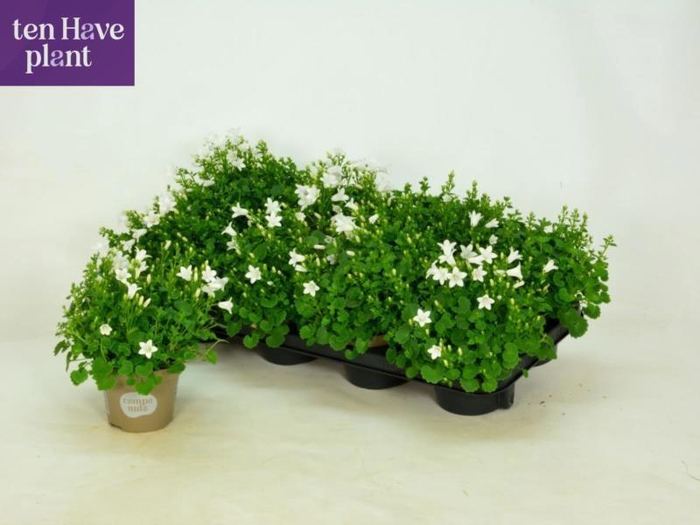 <h4>CAMP PORTO WHITE</h4>