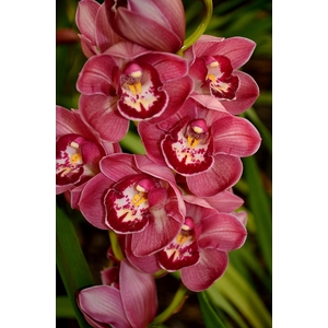 Cymbidium 5/7 Dark Pink Bl pst