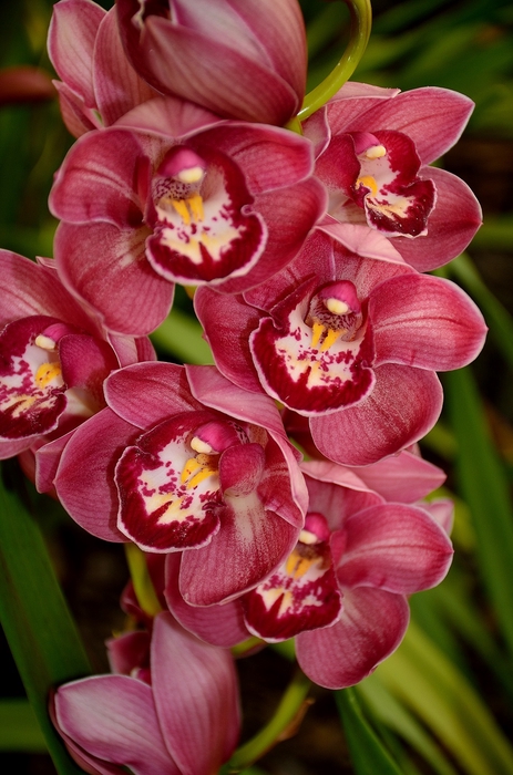 Cymbidium 5/7 Dark Pink Bl pst