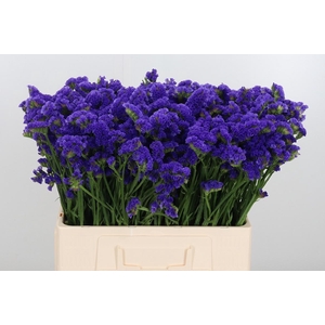 Limonium Crystal Dark Blue