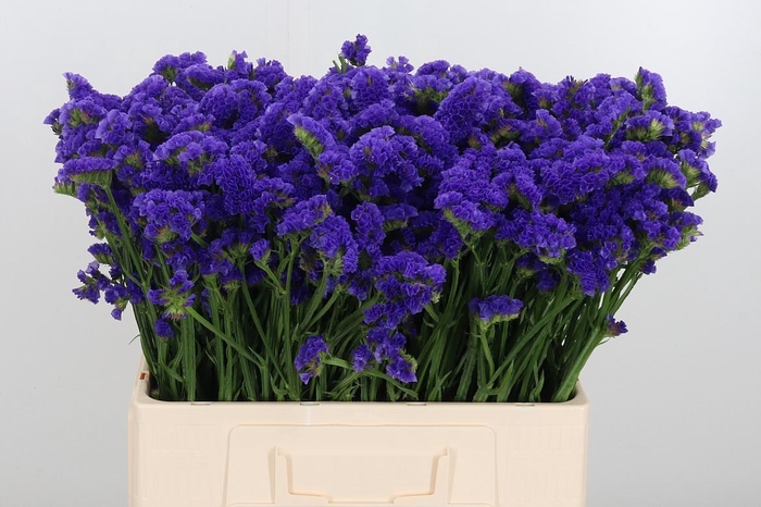 <h4>Limonium Crystal Dark Blue</h4>