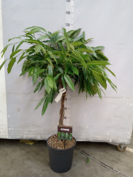 <h4>Ficus binn. 'Amstel King'</h4>