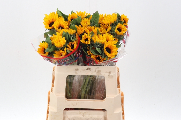 <h4>Heli Sunova</h4>