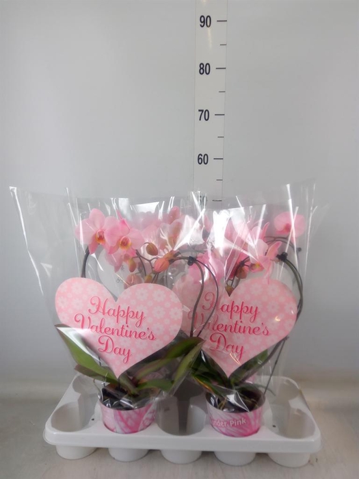 <h4>Phalaenopsis   ...</h4>