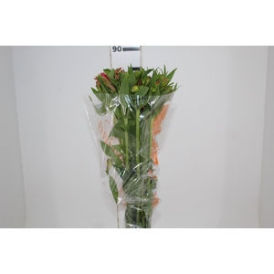 ALSTROEMERIA MODENA 080 CM