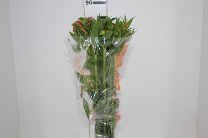 <h4>ALSTROEMERIA MODENA 080 CM</h4>