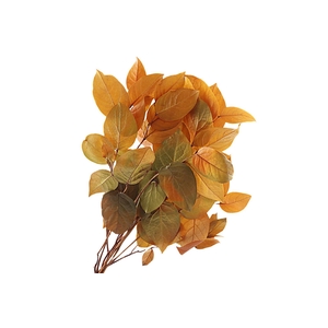 Salal Preserved Yellow