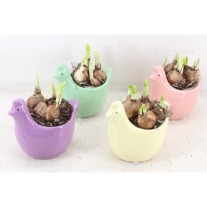 arr4 Narcis PL - Ker. kip x8 mix