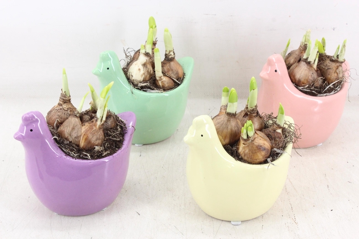 <h4>arr4 Narcis PL - Ker. kip x8 mix</h4>