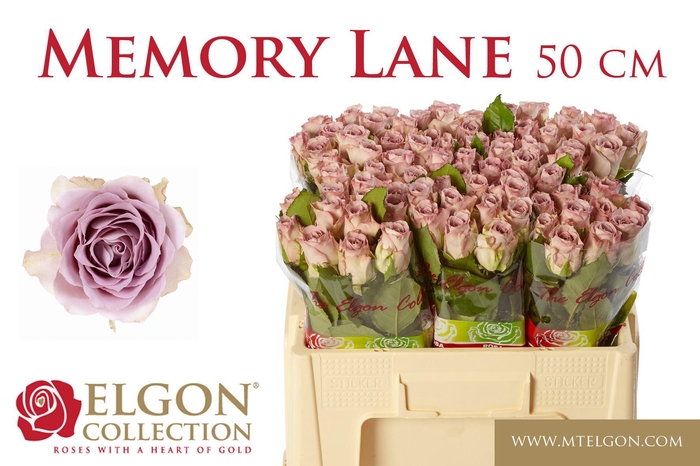 <h4>R GR MEMORY LANE!</h4>