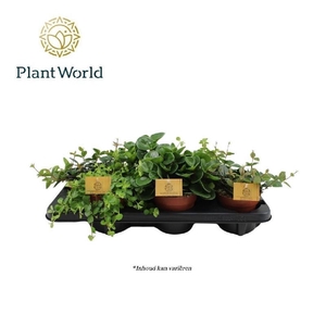 Peperomia Gemengd gemengd