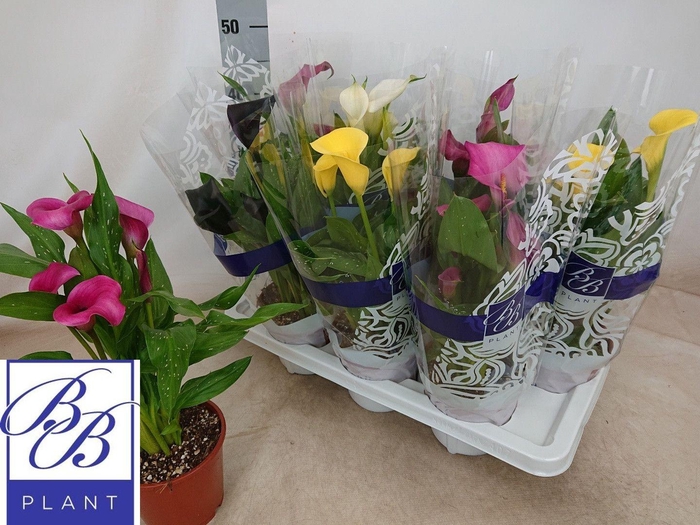 <h4>ZANT GEM 4 KL</h4>