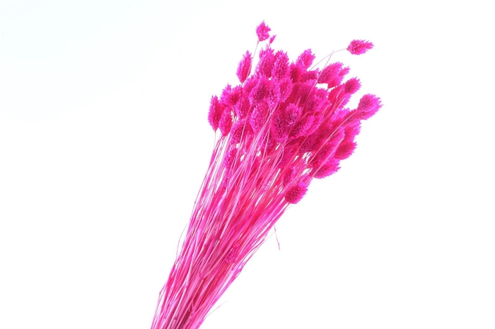 <h4>Phalaris Cerise</h4>