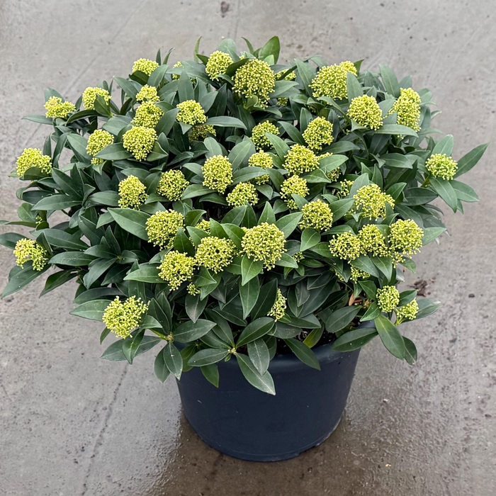 <h4>Skimmia japonica 'White Dwarf'</h4>
