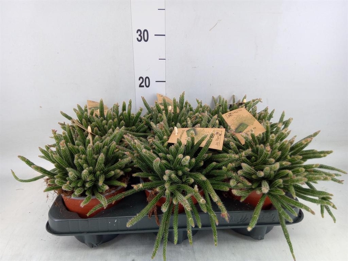<h4>Rhipsalis baccifera subsp. horrida</h4>