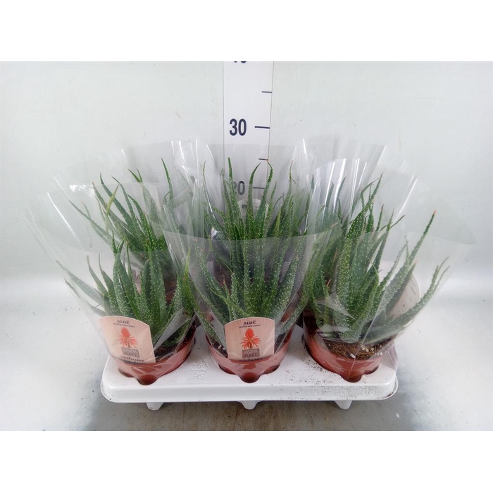 <h4>Aloe arborescens</h4>