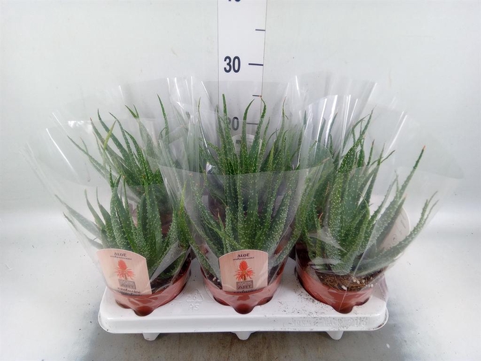 Aloe arborescens