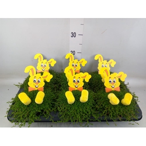 Soleirolia soleirolii   ...green