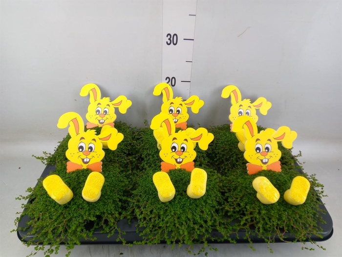 <h4>Soleirolia soleirolii   ...green</h4>