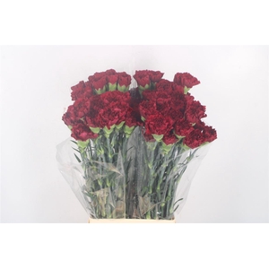 Di St Zurigo Bordeaux