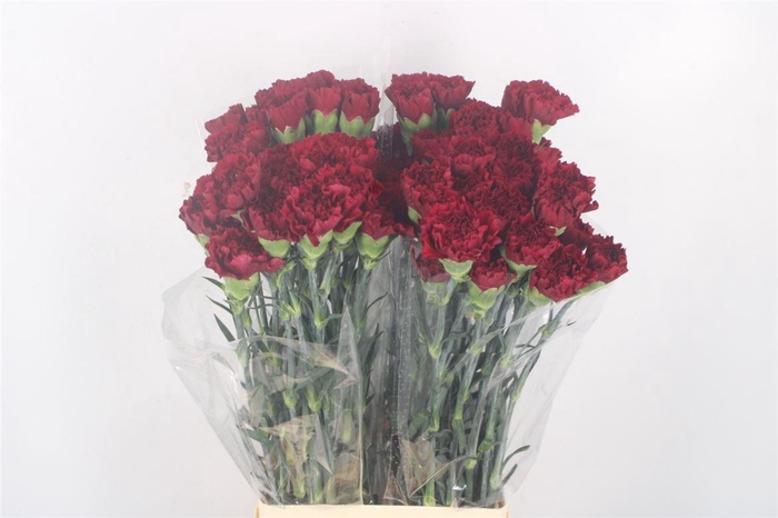 <h4>Di St Zurigo Bordeaux</h4>