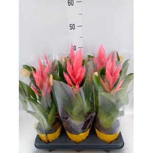 Tillandsia  'Ziva'