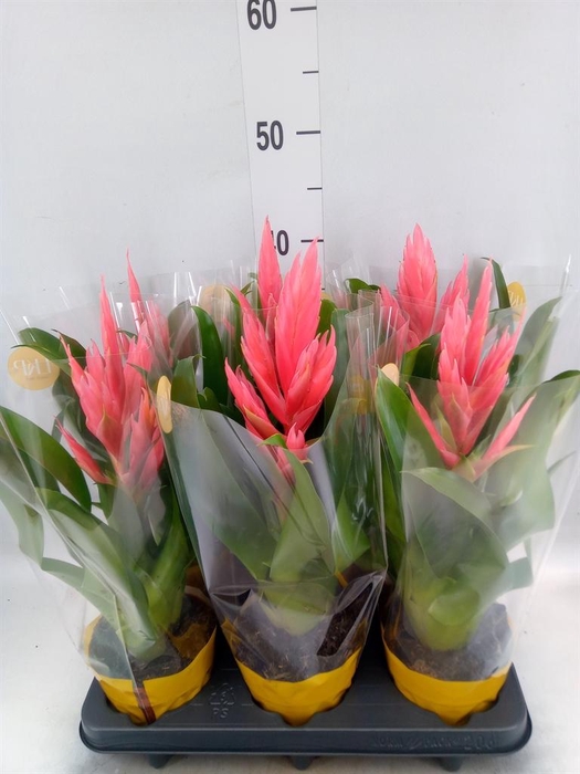<h4>Tillandsia  'Ziva'</h4>