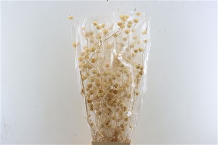 <h4>DRIED LAVATERA WHITE BUNCH</h4>