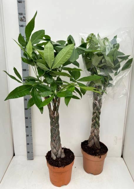 <h4>PACHIRA AQUATICA</h4>