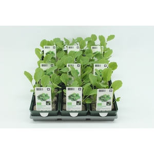 BKH groente 50120 bio Spruitkool (set x9)
