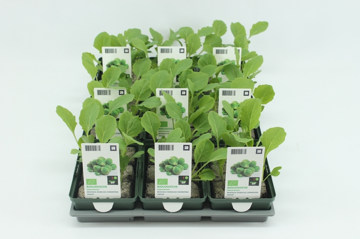 <h4>BKH groente 50120 bio Spruitkool (set x9)</h4>