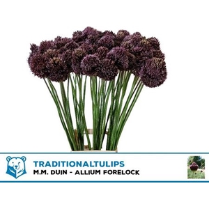 Allium Forelock