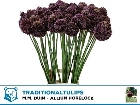 Allium Forelock