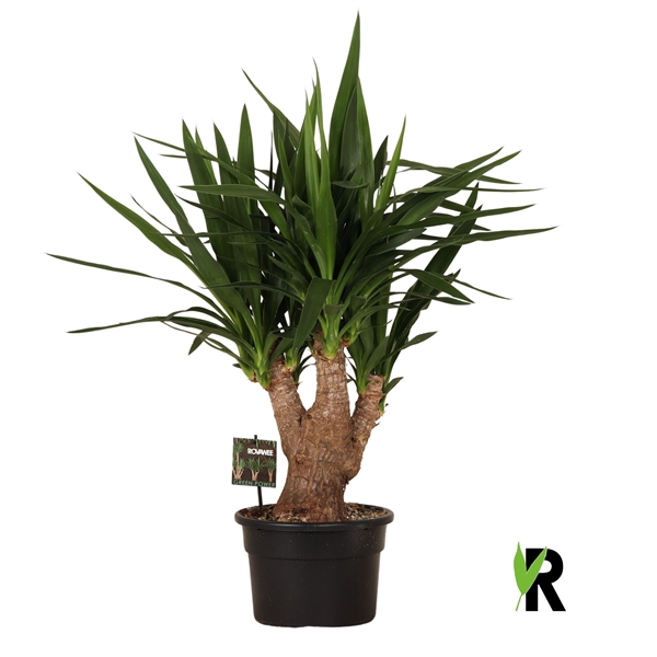 <h4>Yucca elephantipes vertakt</h4>