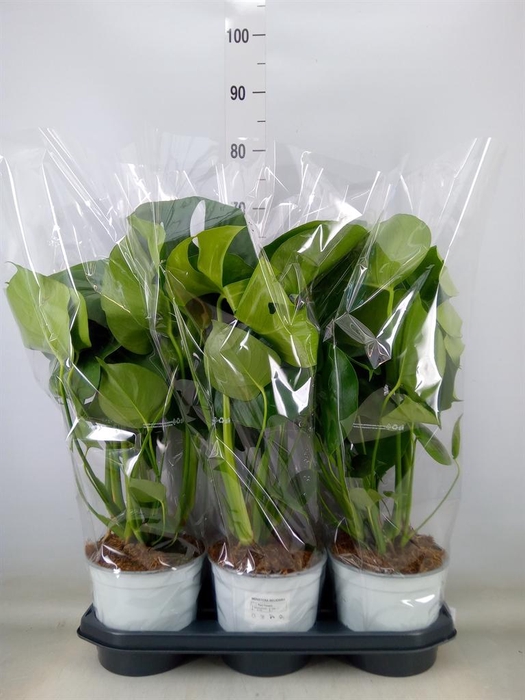 <h4>Monstera delic.</h4>