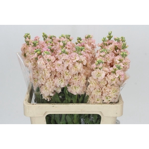 Matthiola Iron Apricot