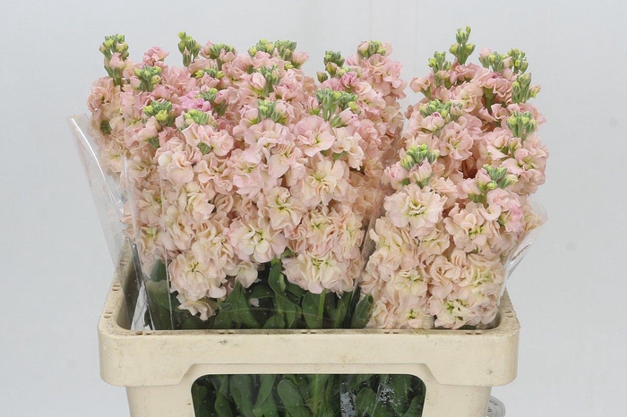<h4>Matthiola Iron Apricot</h4>