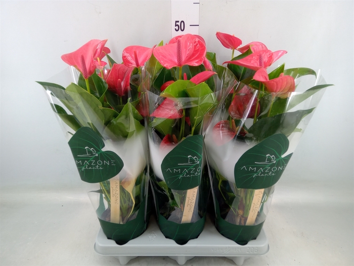 <h4>Anthurium andr. 'Melito'</h4>