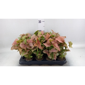 Syngonium  'Red Heart'