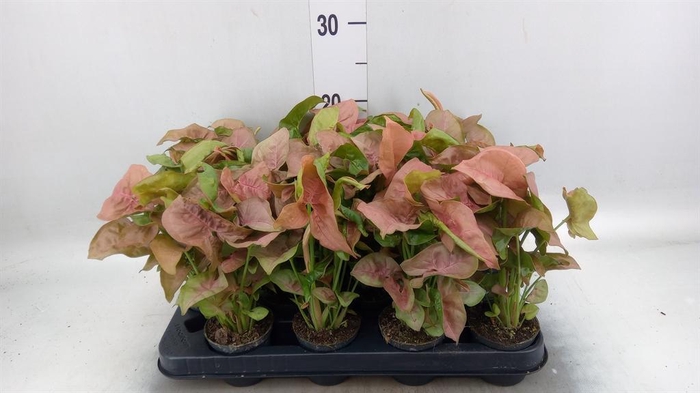 <h4>Syngonium 'Red Heart'</h4>