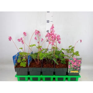 Dicentra formosa 'Luxuriant'