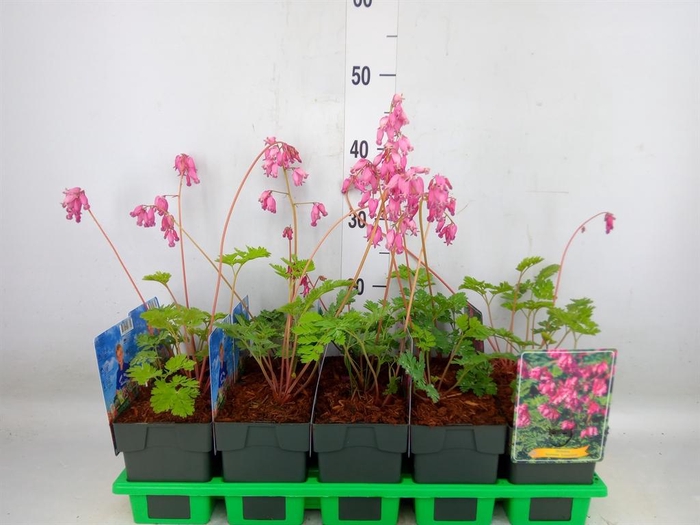 <h4>Dicentra formosa 'Luxuriant'</h4>