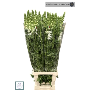 ANTIR POTO EARL WHIT