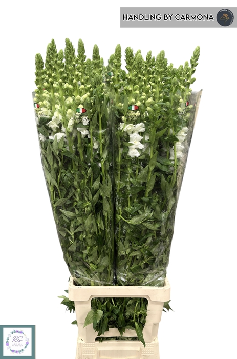 <h4>ANTIR POTO EARL WHIT</h4>