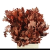 Quercus rubra colored RED