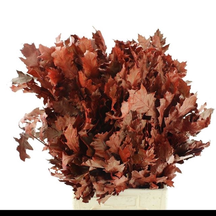 Quercus rubra colored RED