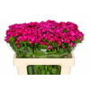 Dianthus Br Amazon Neon Cherry