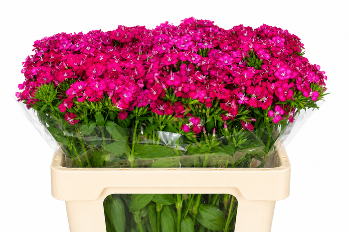 <h4>Dianthus Br Amazon Neon Cherry</h4>